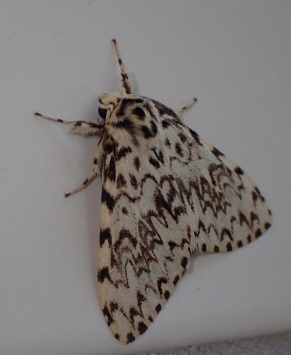 Lymantria monacha